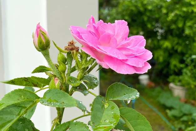 Розовая роза в зеленом саду. На День Святого Валентина.