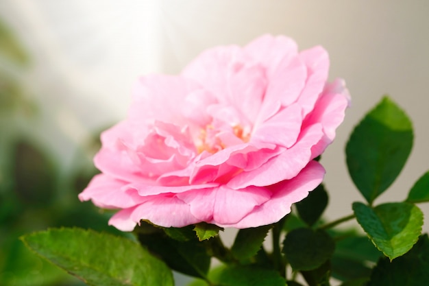 Pink rose in the green garden