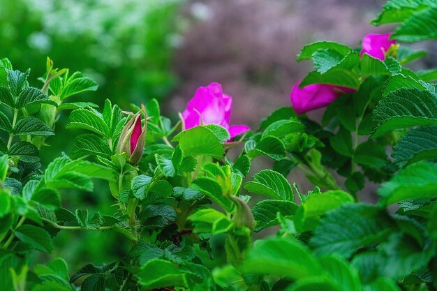 Pink rose hip flower on a branch