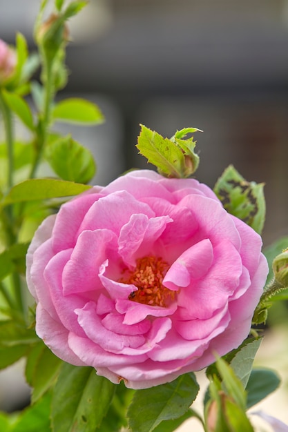 Foto pink rose in the garden