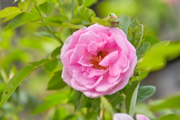 Pink Rose in the Garden