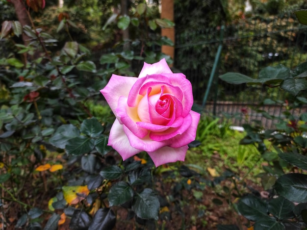 A pink rose is in the garden and the pink rose is in the background.