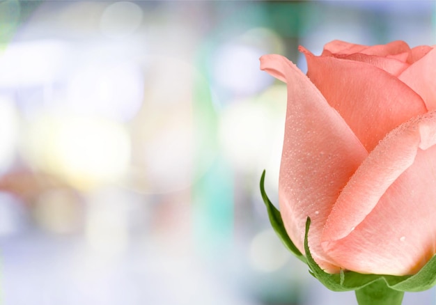 Pink rose isolated on  background