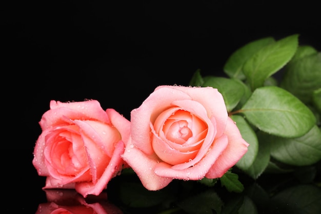 Pink rose isolated on black