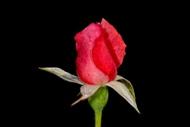 Pink rose isolated on black