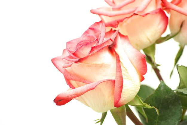 Pink rose isolated closeup