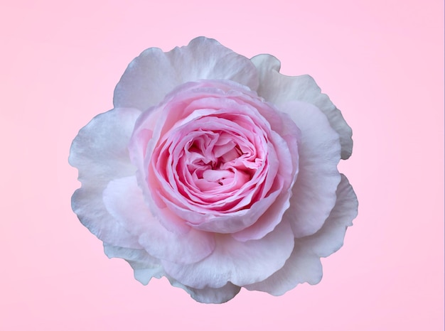 花びらの多くの層が重なっているタイの種の白いバラであるあなたのバレンタインのデザインのアイデアのために淡いピンクの背景に分離されたピンクのバラ