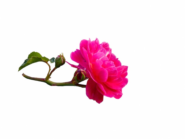 Pink rose isolated on white background. Beautiful still life. Spring time.