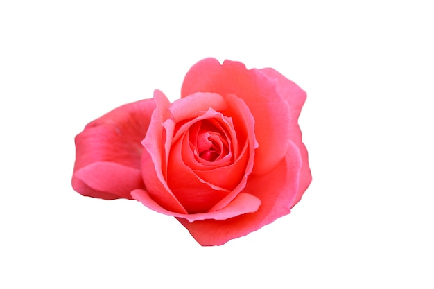 pink rose isolated on white background