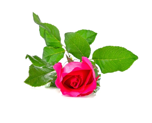 Pink rose isolated on white background.