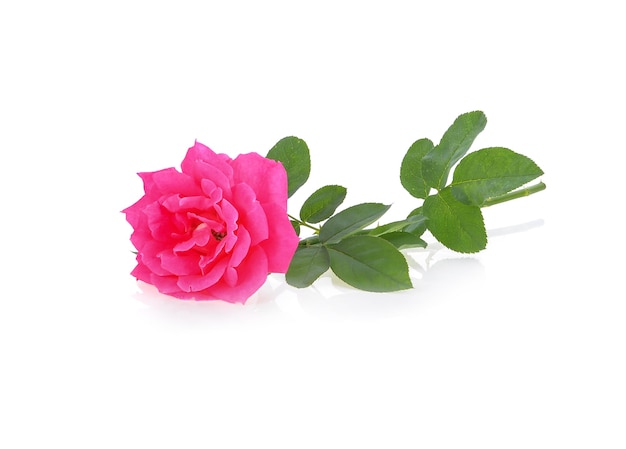 Pink rose isolated on white surface