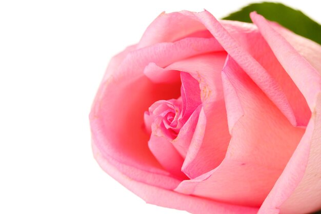 Pink rose isolated on white