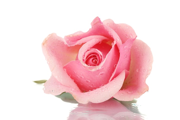 Розовая роза, изолированные на белом фоне