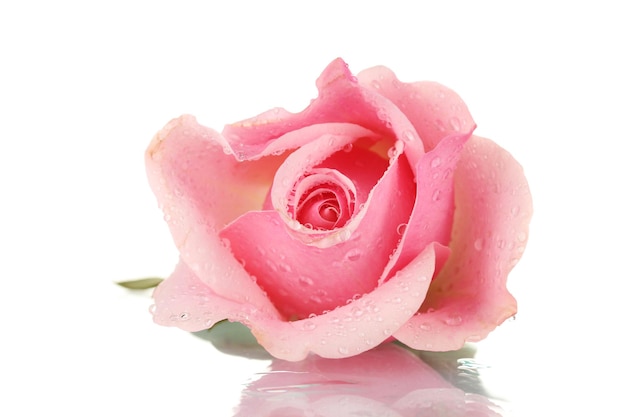 Pink rose isolated on white