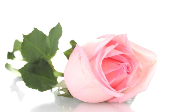 Pink rose isolated on white