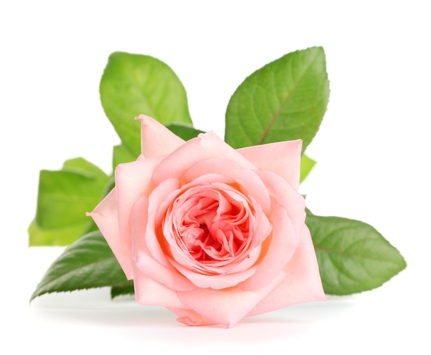 Pink rose isolated on white