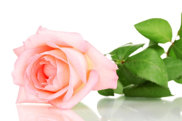 Pink rose isolated on white