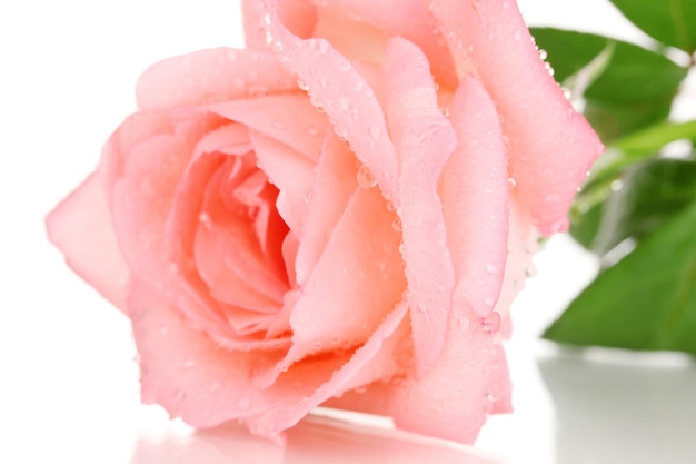 Pink rose isolated on white