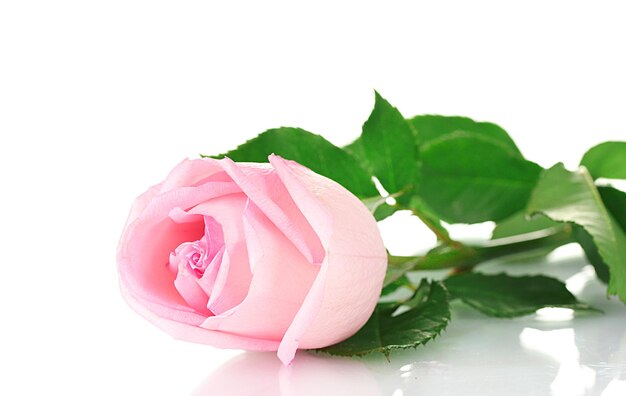 白に分離されたピンクのバラ