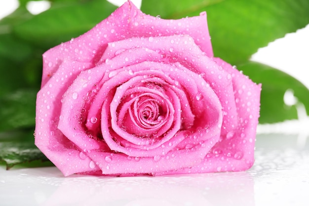 Pink rose isolated on white