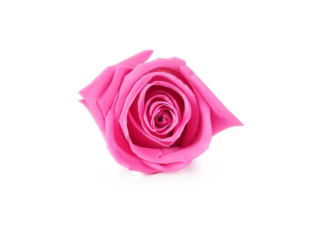 Pink rose isolated on white