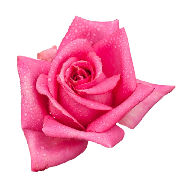 Pink rose isolated