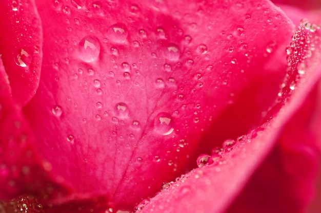 Pink rose macro