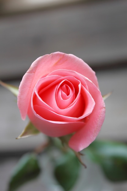 Photo pink rose in natural light