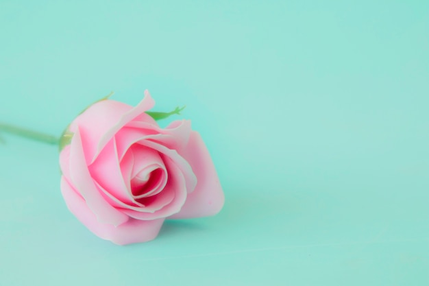 Pink rose on pastel background