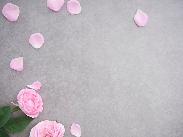 Pink rose petals on gray background 