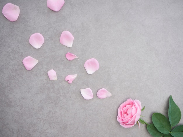 Pink rose petals on gray background 
