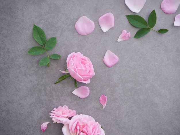 Pink rose petals on gray background 