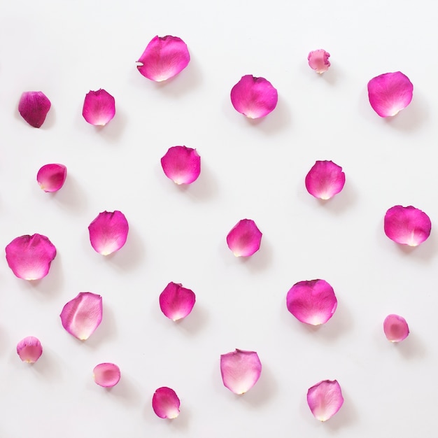 Photo pink rose petals pattern on white background.