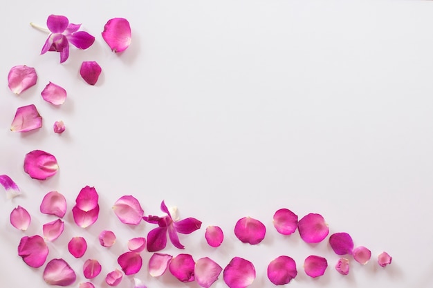 Pink rose petals pattern on white background. 