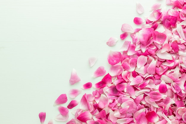 흰색 나무 배경의 오른쪽 하단 모서리에 있는 분홍색 장미 꽃잎