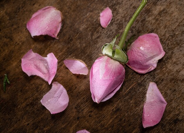 Pink rose and petals on a wooden background