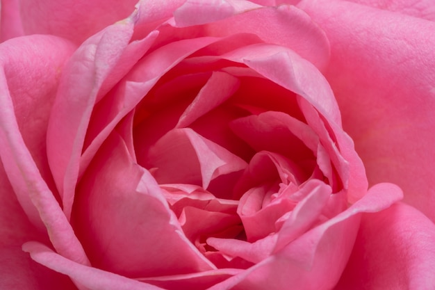 Pink rose petals