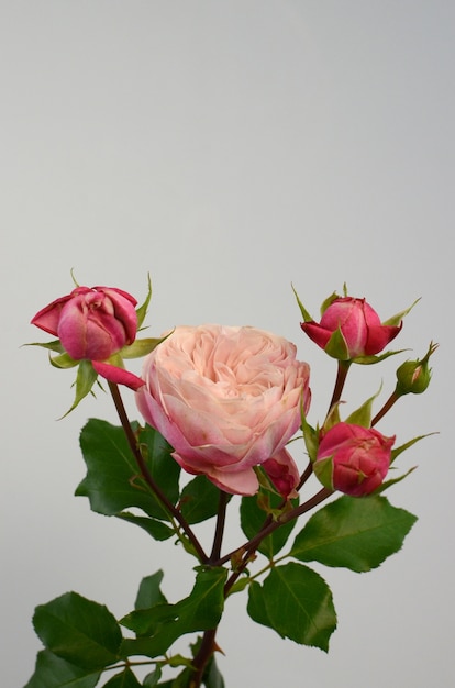 Pink rose pomponella summer spray on white background