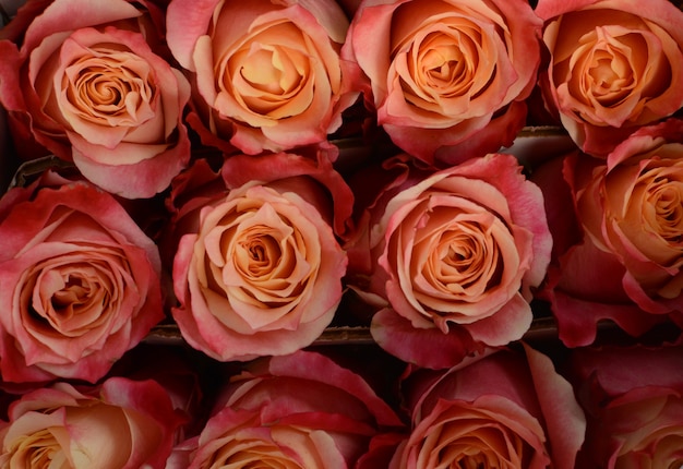 Photo pink rose pomponella summer spray on white background