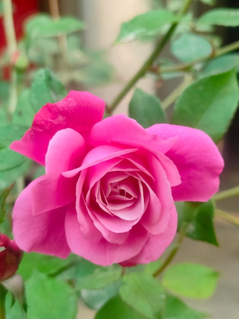 A pink rose in a pot