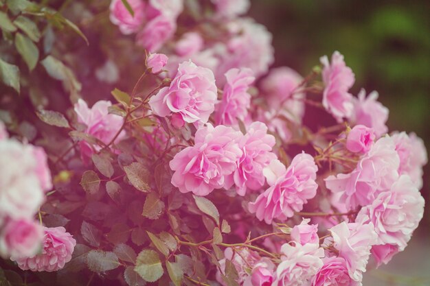 Pink Rose, prachtige natuur