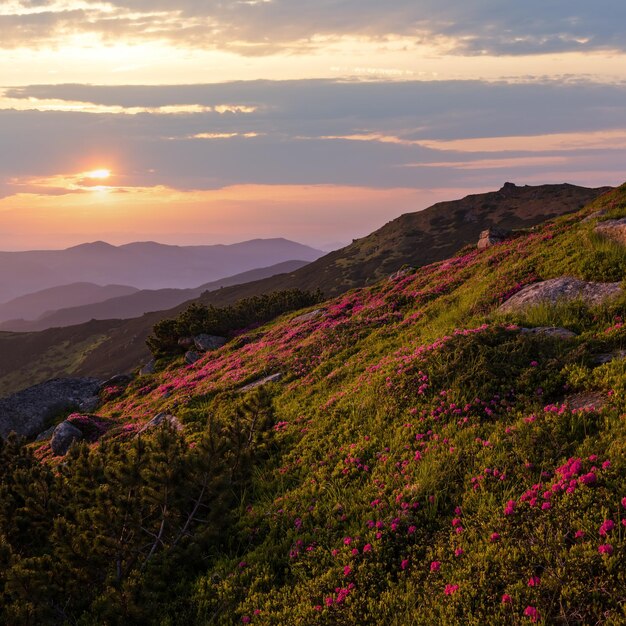 Pink rose rhododendron flowers on early morning summer mountain slope Carpathian Chornohora Ukraine