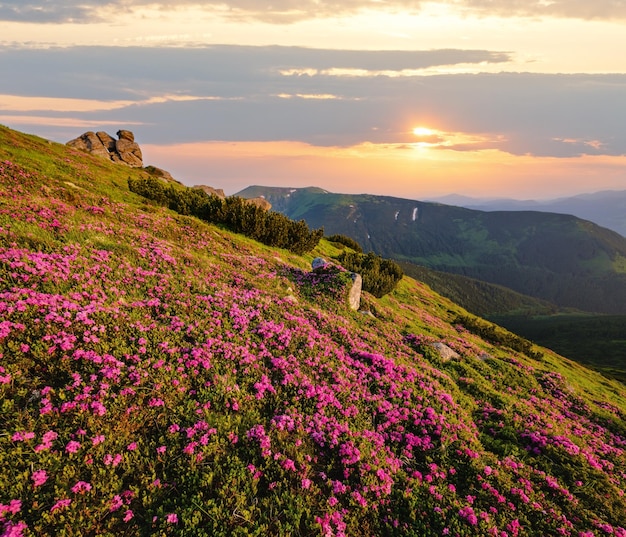 Pink rose rhododendron flowers on morning summer mountain slope