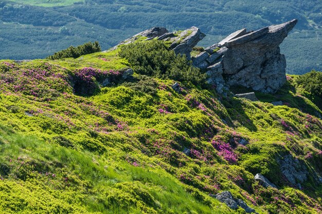 夏の山の斜面にピンクのバラのシャクナゲの花