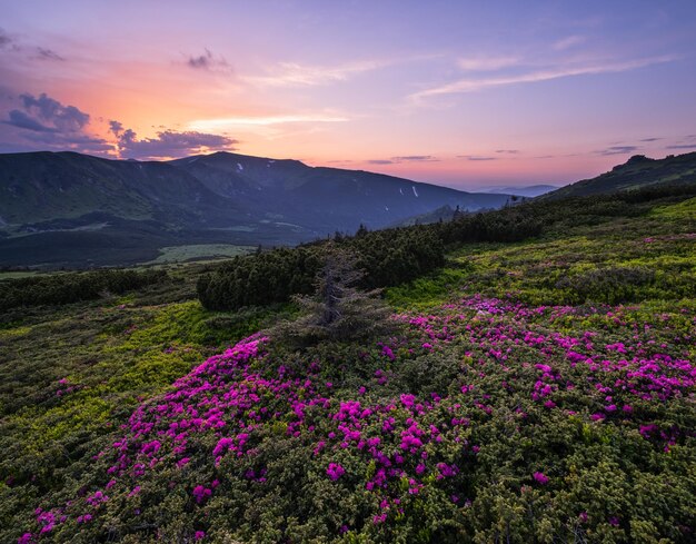 Pink rose rhododendron flowers on summer mountain slope