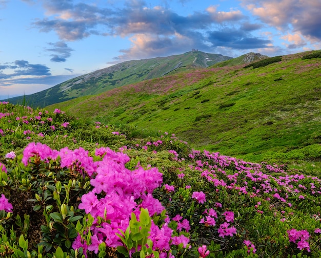 Pink rose rhododendron flowers on summer mountain slope