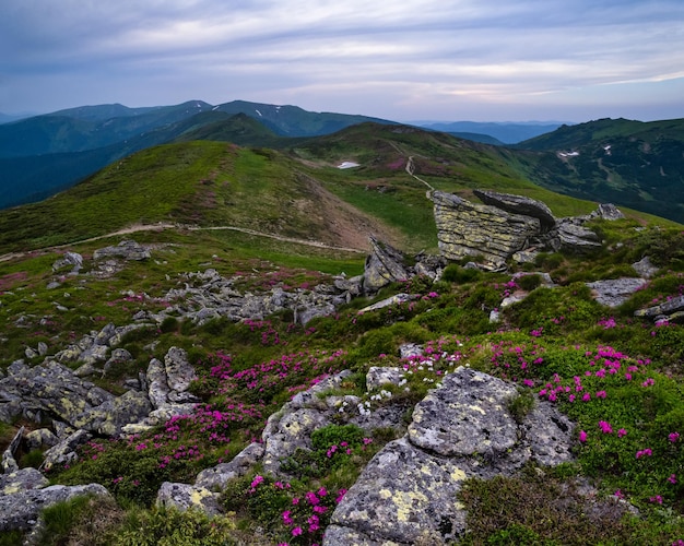 Pink rose rhododendron flowers on summer mountain slope