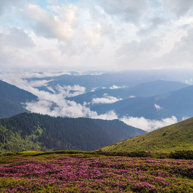 夏の山の斜面に ⁇ くピンクのバラのロドデンドロンの花