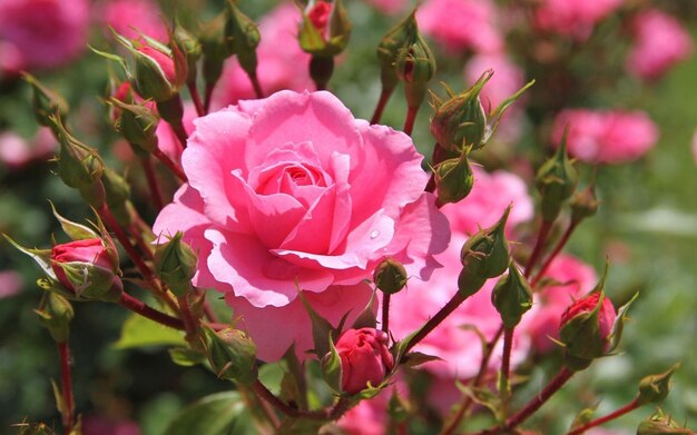 a pink rose that is outside