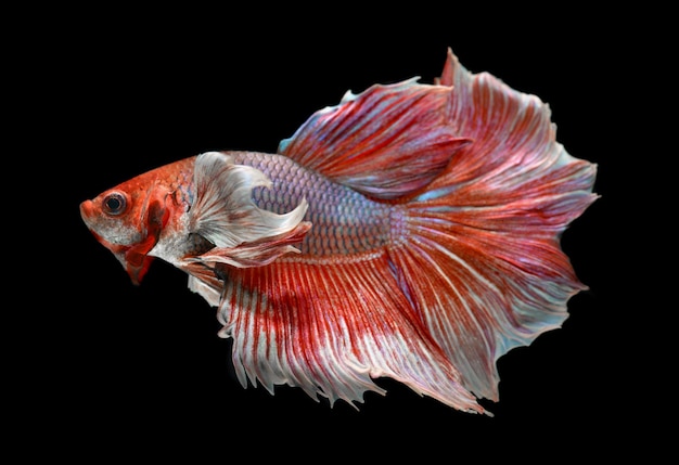 Pink rose tone haft moon tail Betta fish or Siamese fighting fish photo in flash studio lighting.